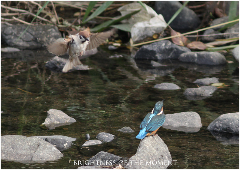 2011 6.9 玉川カワセミ　４_e0200922_19414423.jpg