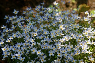 今日も寄せ植えました_f0170524_20161033.jpg