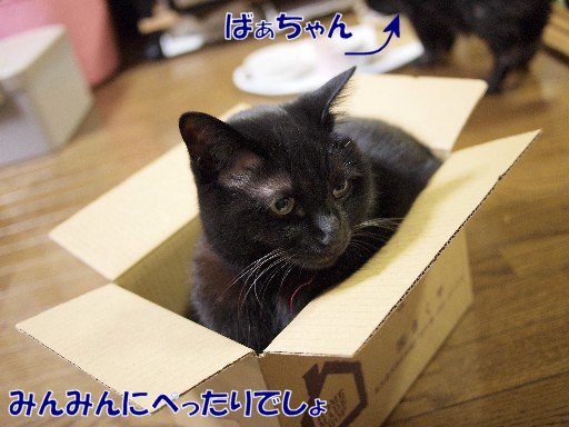 薄幸なくろねこ_e0145735_14524876.jpg