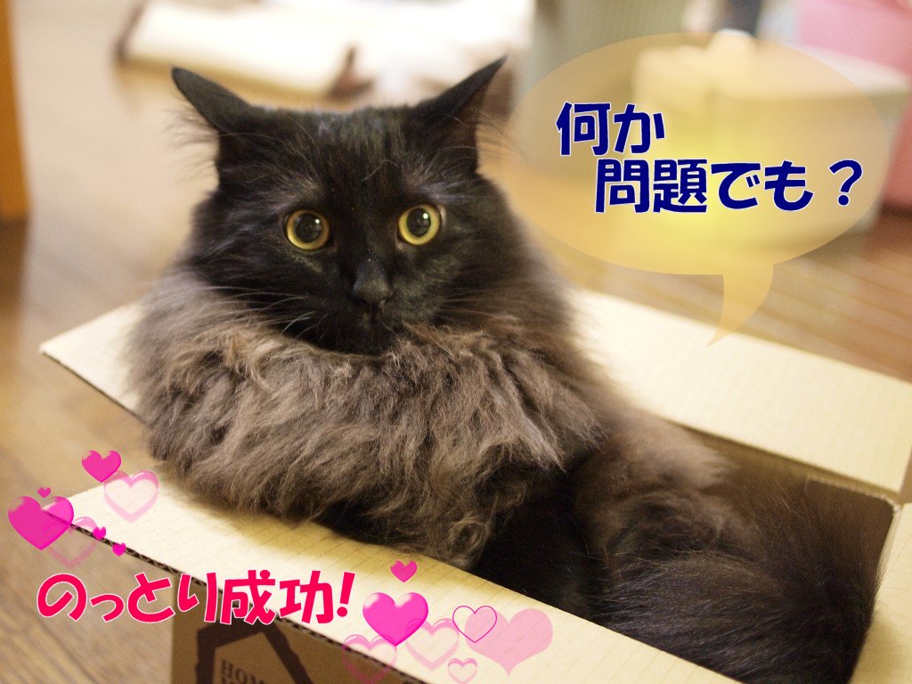 薄幸なくろねこ_e0145735_1453516.jpg