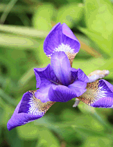 c0030536_981612.gif