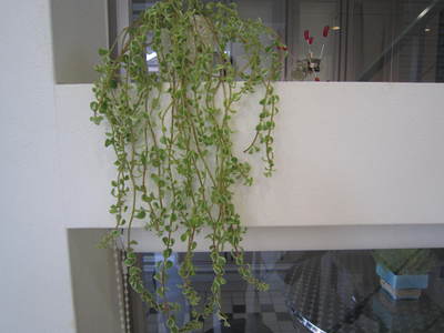 c0110236_0232529.jpg