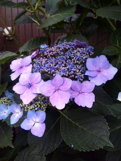近所の紫陽花_a0103940_765927.jpg