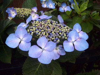 近所の紫陽花_a0103940_765956.jpg
