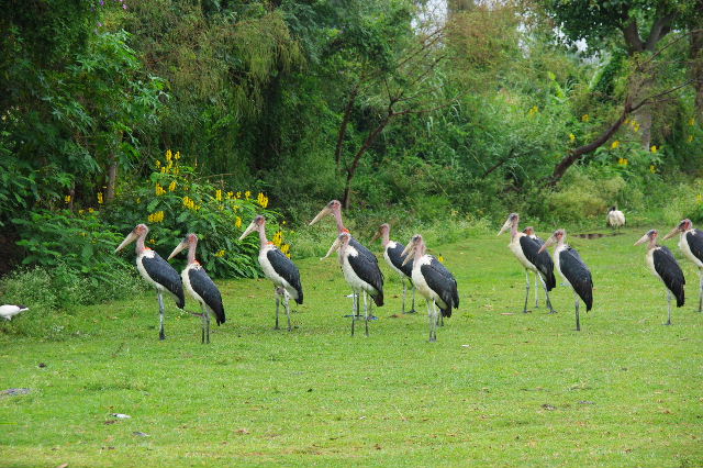 エチオピア(84) ズワイ湖の風景_c0011649_23482556.jpg