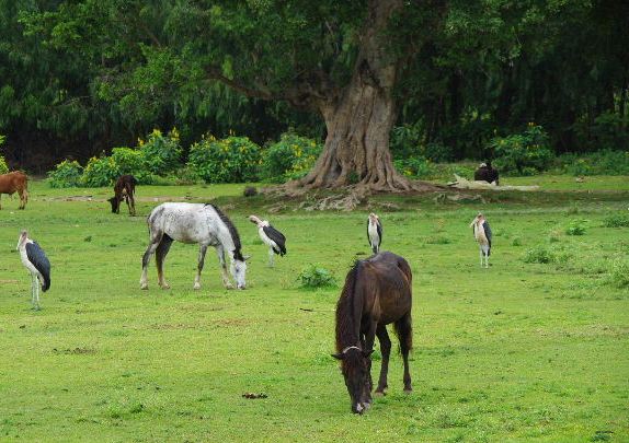 エチオピア(84) ズワイ湖の風景_c0011649_23485388.jpg