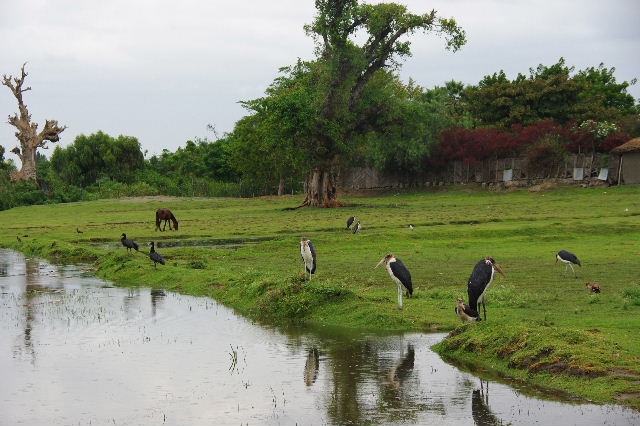エチオピア(84) ズワイ湖の風景_c0011649_2349161.jpg