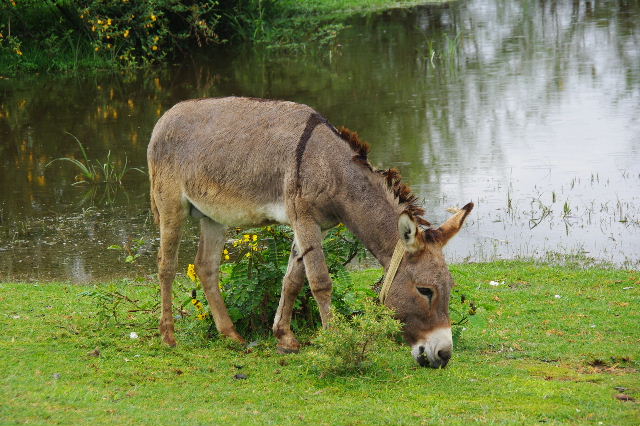 エチオピア(84) ズワイ湖の風景_c0011649_23493638.jpg