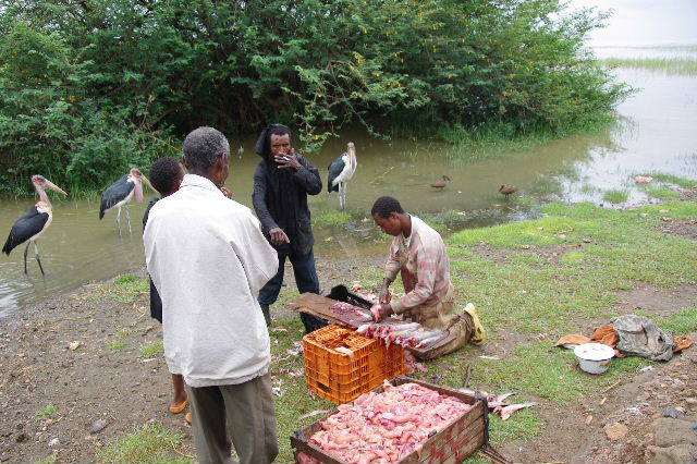 エチオピア(84) ズワイ湖の風景_c0011649_2351355.jpg