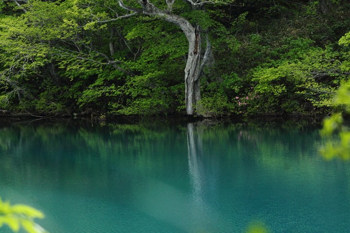 神秘の沼南八甲田赤沼_b0126256_20511346.jpg