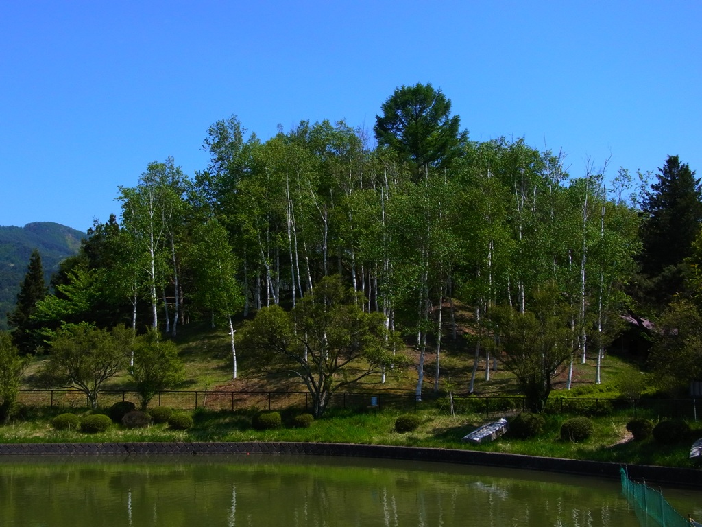 pond & birds(荒神山公園）_e0223456_9102478.jpg