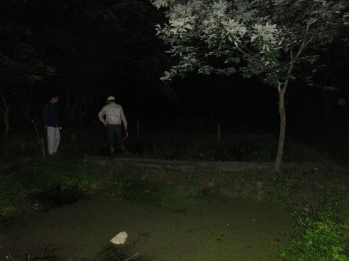 ホタル発見 in せんなん里海公園内うみべの森_c0108460_17544295.jpg