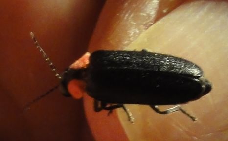 ホタル発見 in せんなん里海公園内うみべの森_c0108460_1756137.jpg