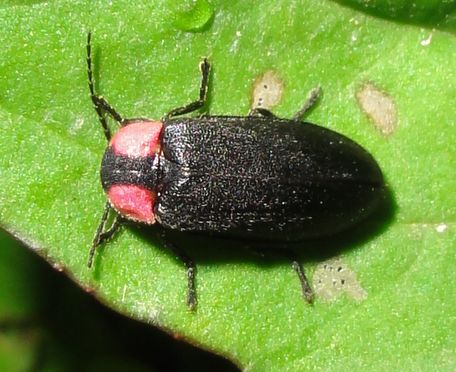 ホタル発見 in せんなん里海公園内うみべの森_c0108460_1756237.jpg