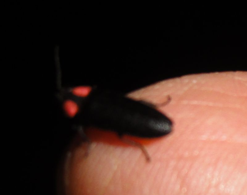 c0108460_202959100.jpg