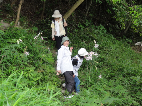 ささゆりまつり　in せんなん里海公園内うみべの森_c0108460_20495039.jpg