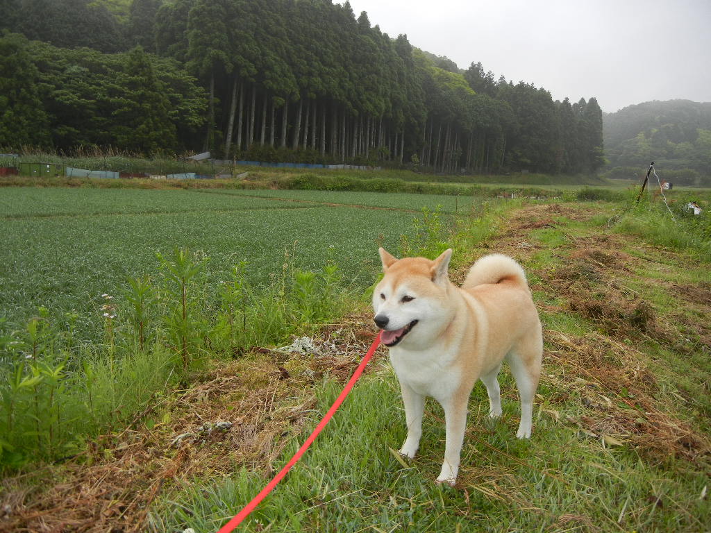 2011年6月9日(金)ビワが色づきました!_f0060461_1941211.jpg