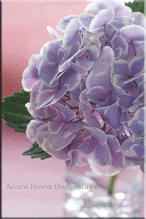 紫陽花_f0215262_18374617.gif