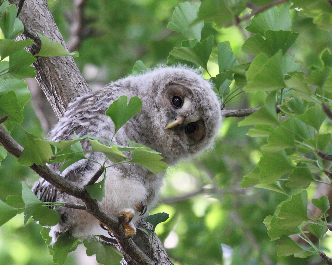 可愛いフクロウの雛ちゃん 思わず連れて帰りたくなるフクロウ雛ちゃんのフリー壁紙 Life With Birds 3