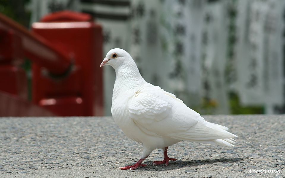 八幡神の神使_e0182674_191095.jpg