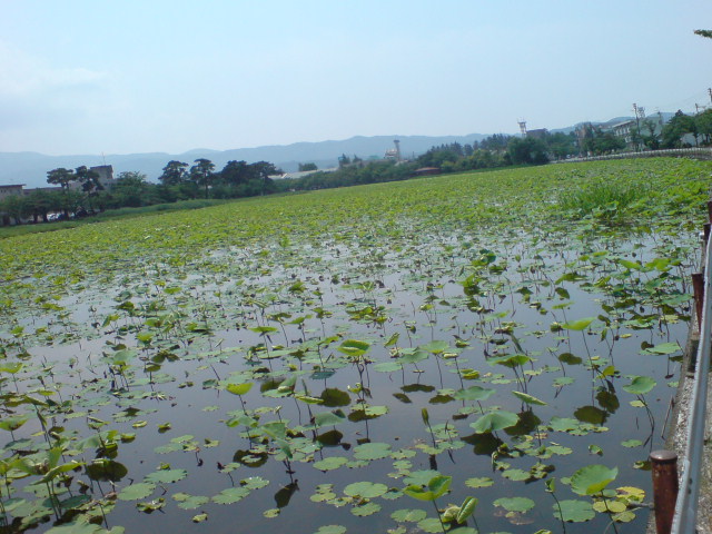 高田公園外堀の「はす」。_d0182179_19304519.jpg