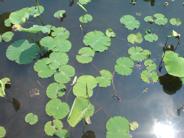 高田公園外堀の「はす」。_d0182179_19503243.jpg