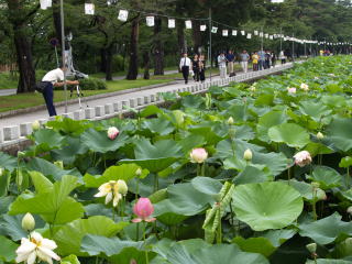 高田公園外堀の「はす」。_d0182179_201157.jpg