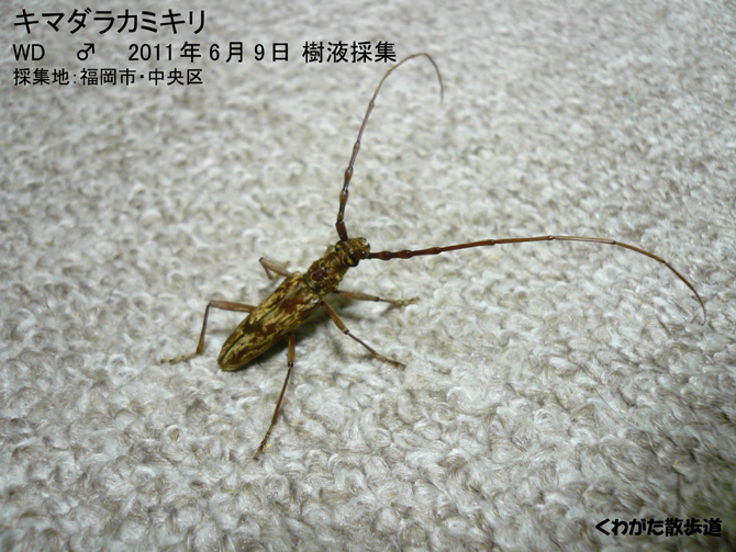 散歩道的 クワガタ カブトムシ採集講座 第２回 後編 くわがた散歩道