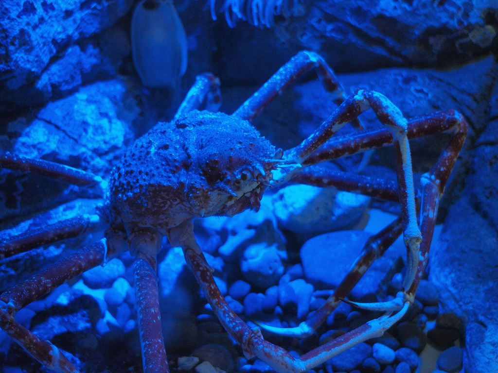 タカアシカニ・・・しながわ水族館_d0050693_2047778.jpg