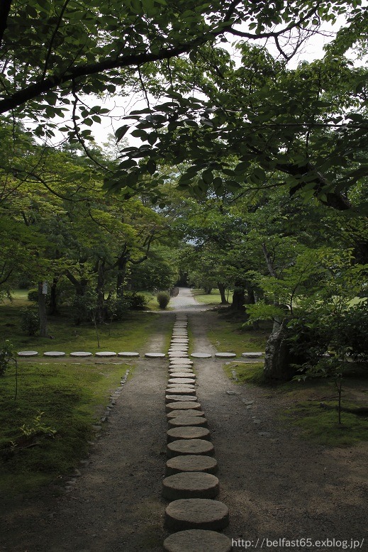 勧修寺の睡蓮と花菖蒲_f0095094_23255020.jpg