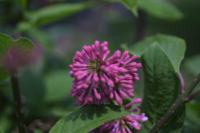 c0062603_1138399.jpg
