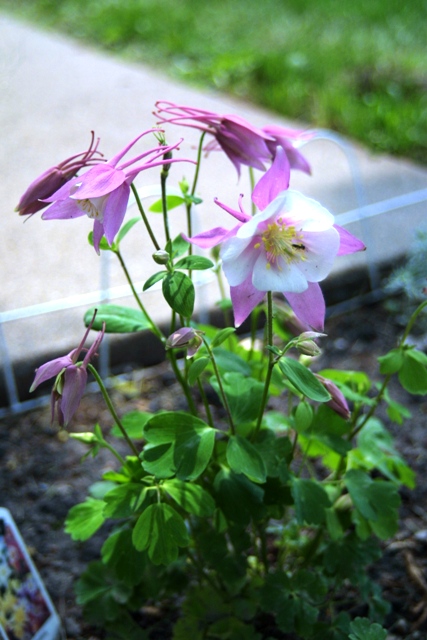 c0062603_11385363.jpg