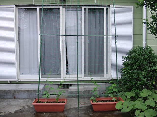 我が家の「緑のカーテン」_f0141310_7363963.jpg
