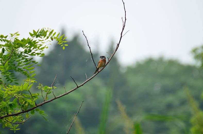 生き物達_a0130512_20354723.jpg