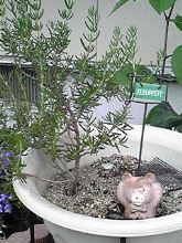 植物は友達_b0212316_9153983.jpg