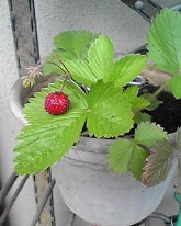植物は友達_b0212316_9155818.jpg
