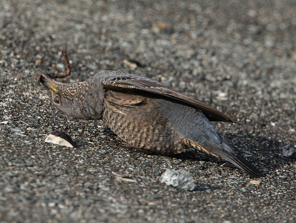 イソヒヨドリの食性_f0181821_1037187.jpg