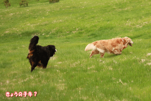 f0203423_20325729.gif