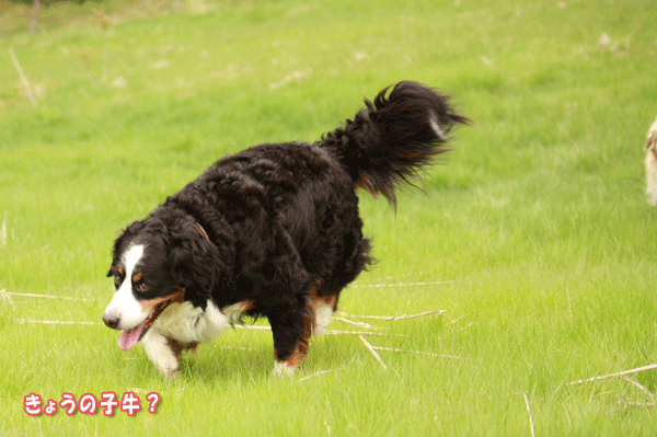 f0203423_2033965.gif