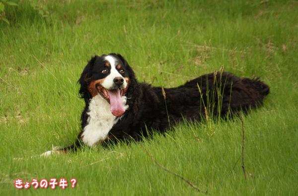 f0203423_20342440.gif