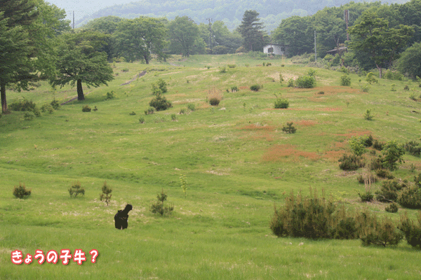 f0203423_2034698.gif