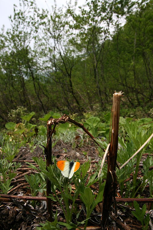 d0054625_0453774.jpg