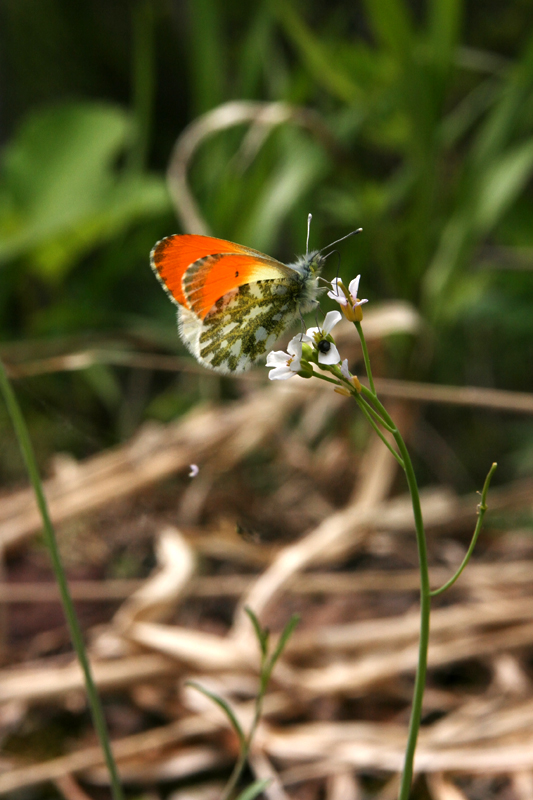 d0054625_22374930.jpg