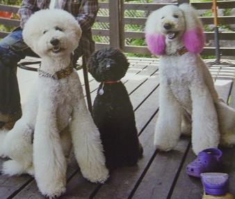犬が教えてくれたこと 犬と暮らす日々 ときどき猫 犬が教えてくれたこと 犬と暮らす日々 ときどき猫