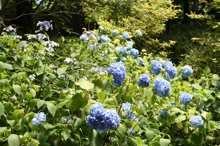 石山寺（前編）_b0169330_815270.jpg