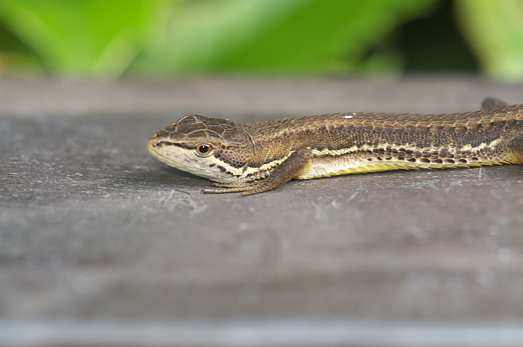 ヘビとヘビもどき Nature Photo Life