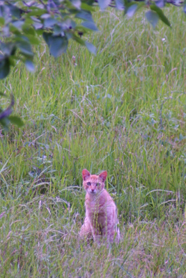 野良猫捜索 PART-107〜帰省先の公園・地域猫活動〜_d0150434_955359.jpg