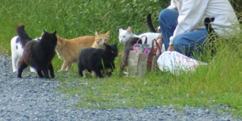 野良猫捜索 PART-107〜帰省先の公園・地域猫活動〜_d0150434_97585.jpg