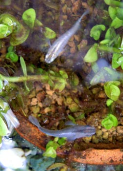 青ヒカリ 黒化 と青ヒカリ稚魚の横見 だって おばちゃんだもん