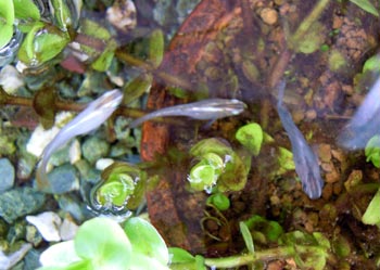 青ヒカリ 黒化 と青ヒカリ稚魚の横見 だって おばちゃんだもん